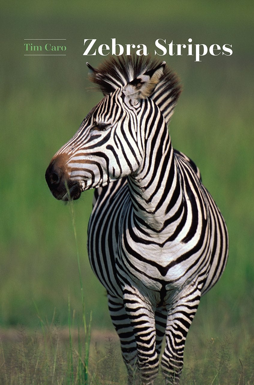 Zebra Stripes book cover