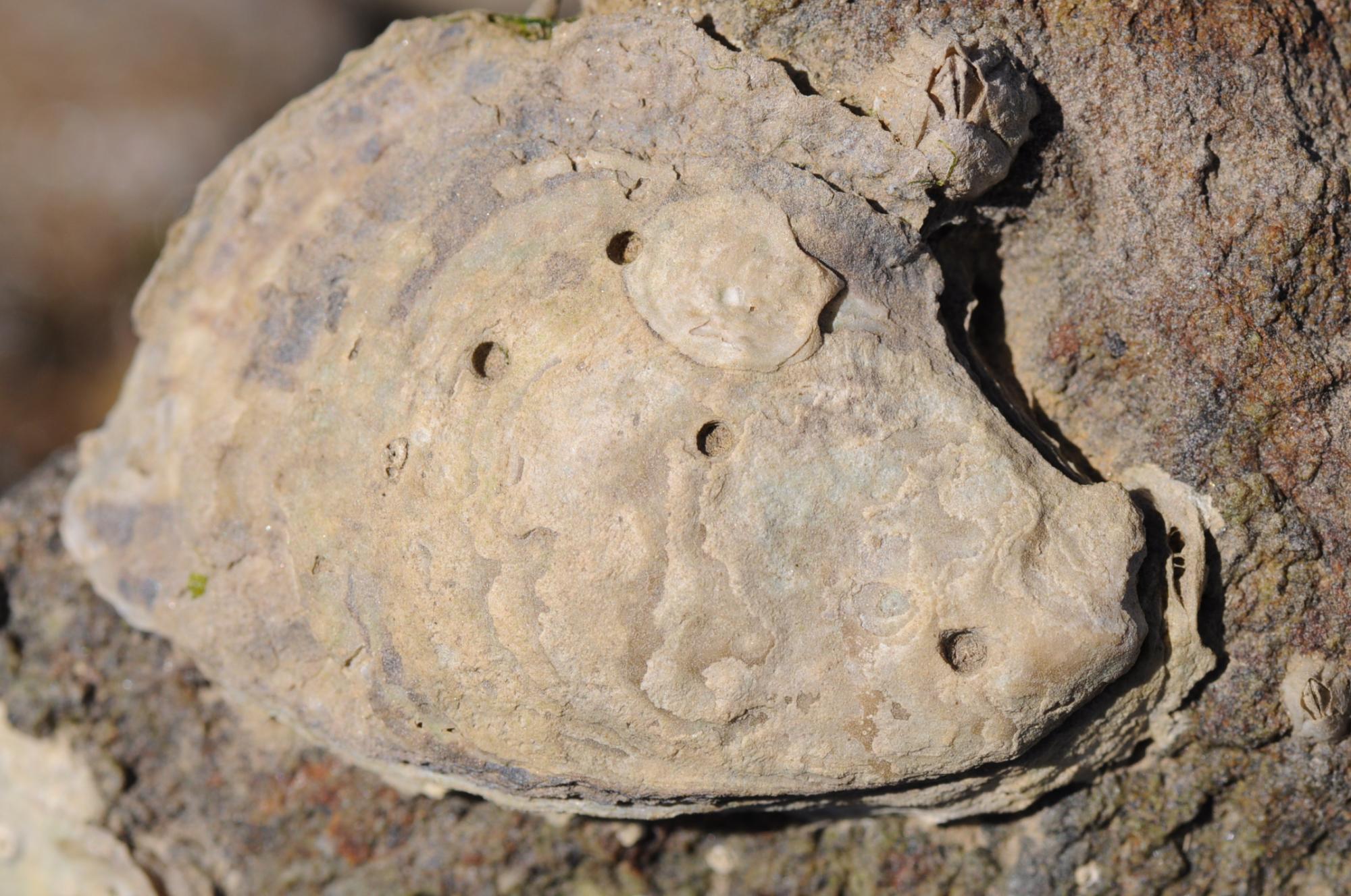 Oyster with hole marks from oyster drill