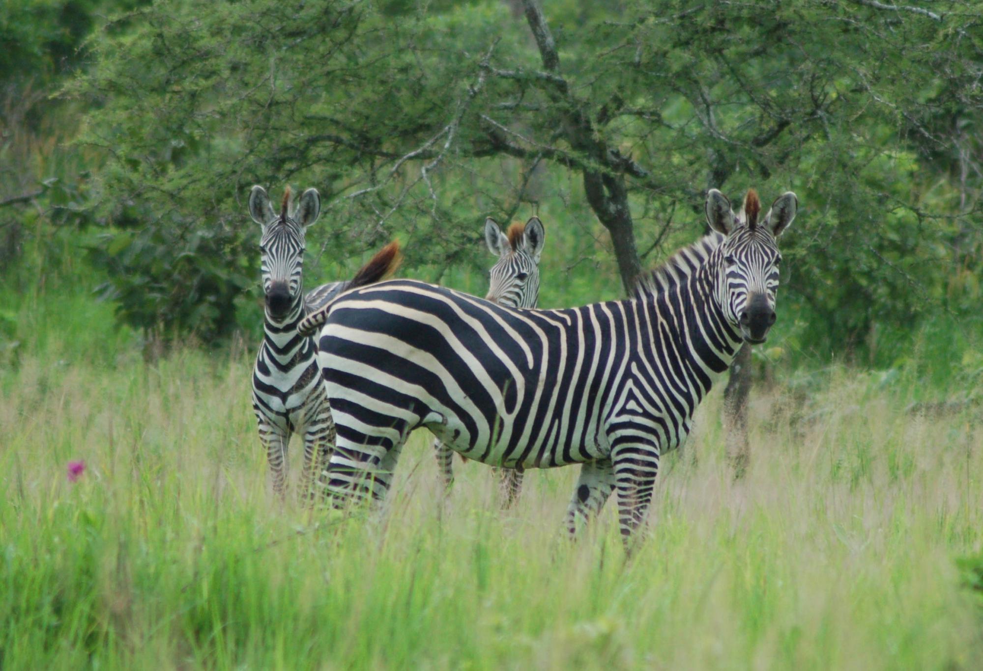 zebras