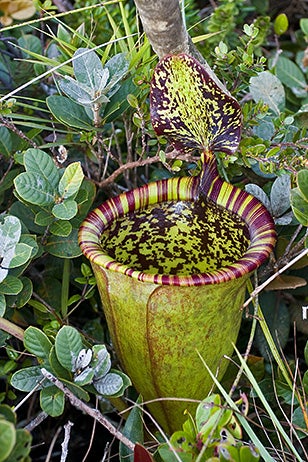 Attenborough's pitcher plant