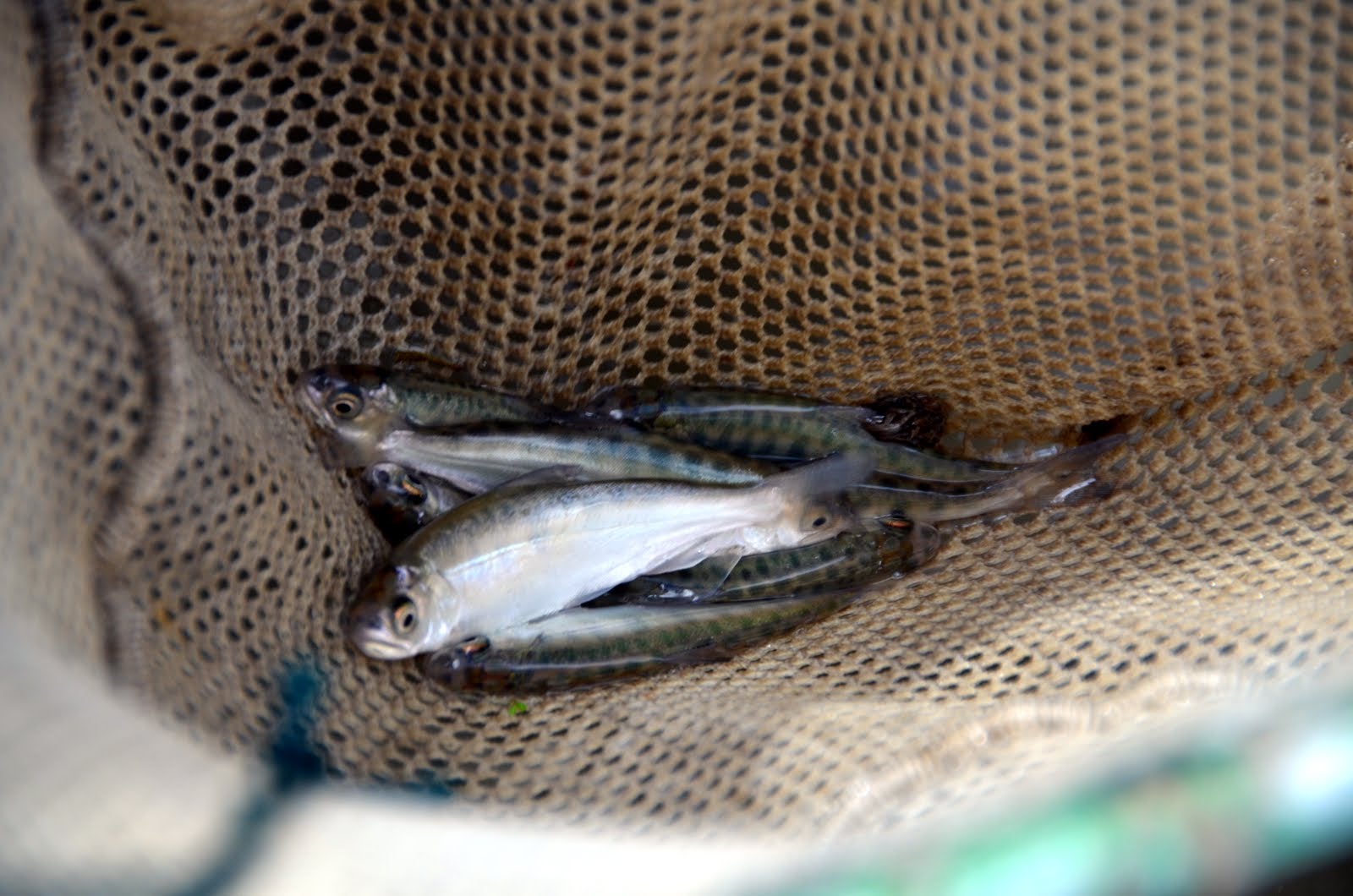 juvenile salmon