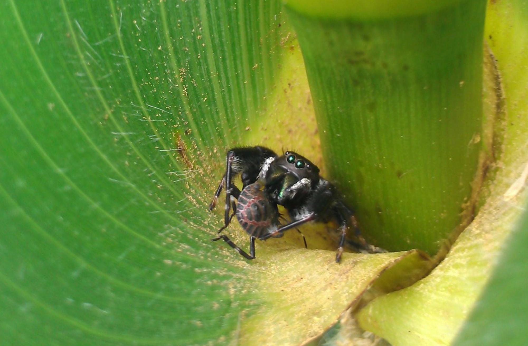 spider on corn plant