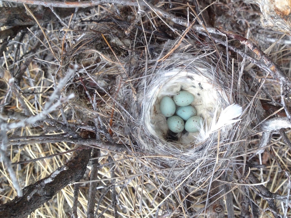 eggs in nest