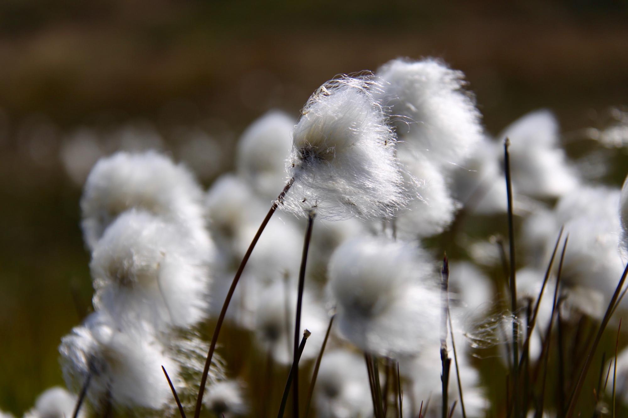 Cottongrass, Greenland