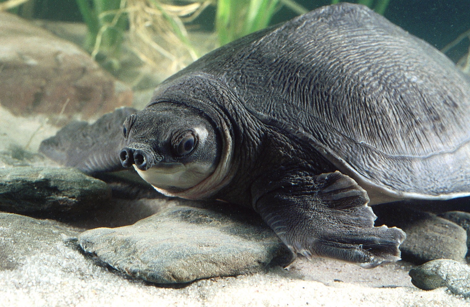 More than 50 percent of all turtle species are threatened: New