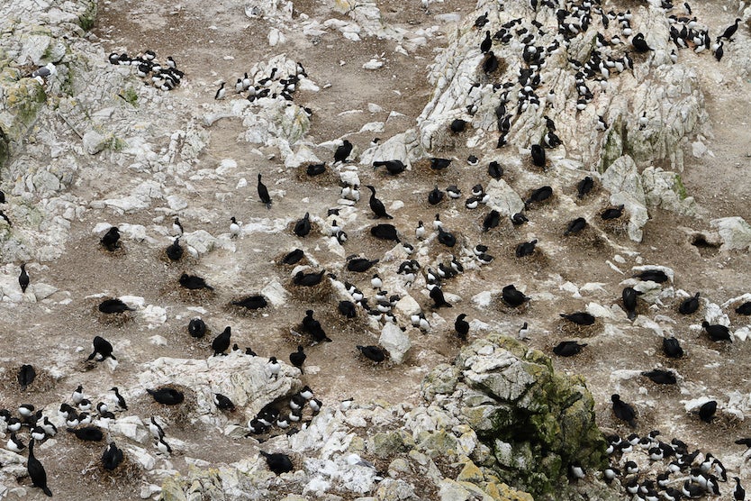 Colony of Brandt's cormorants