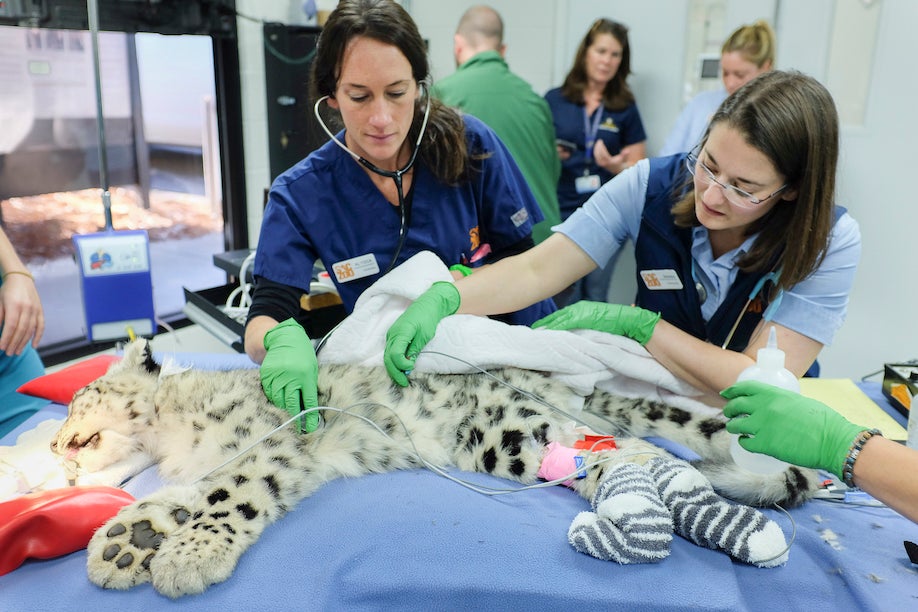 Two women veterinarians do eyelid surgery on snow leopard cub at Sacramento Zoo