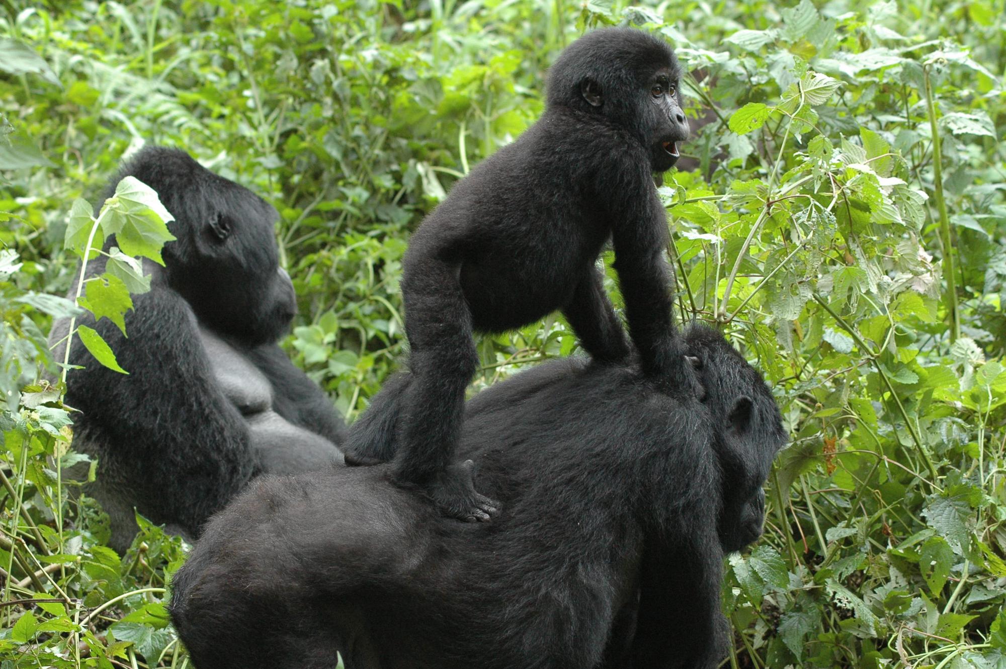 mountain gorilla family. Infant on parent's back. 