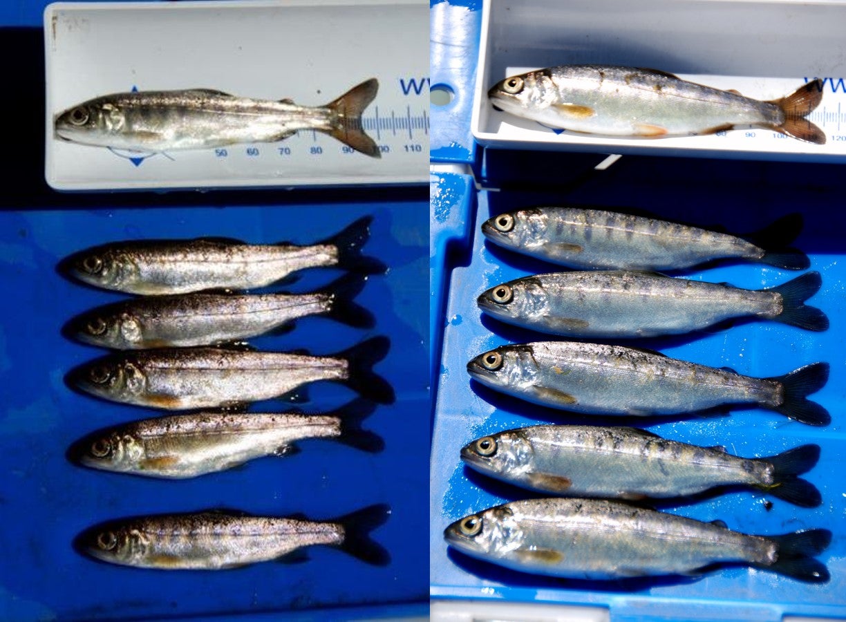 coho fish growth comparison