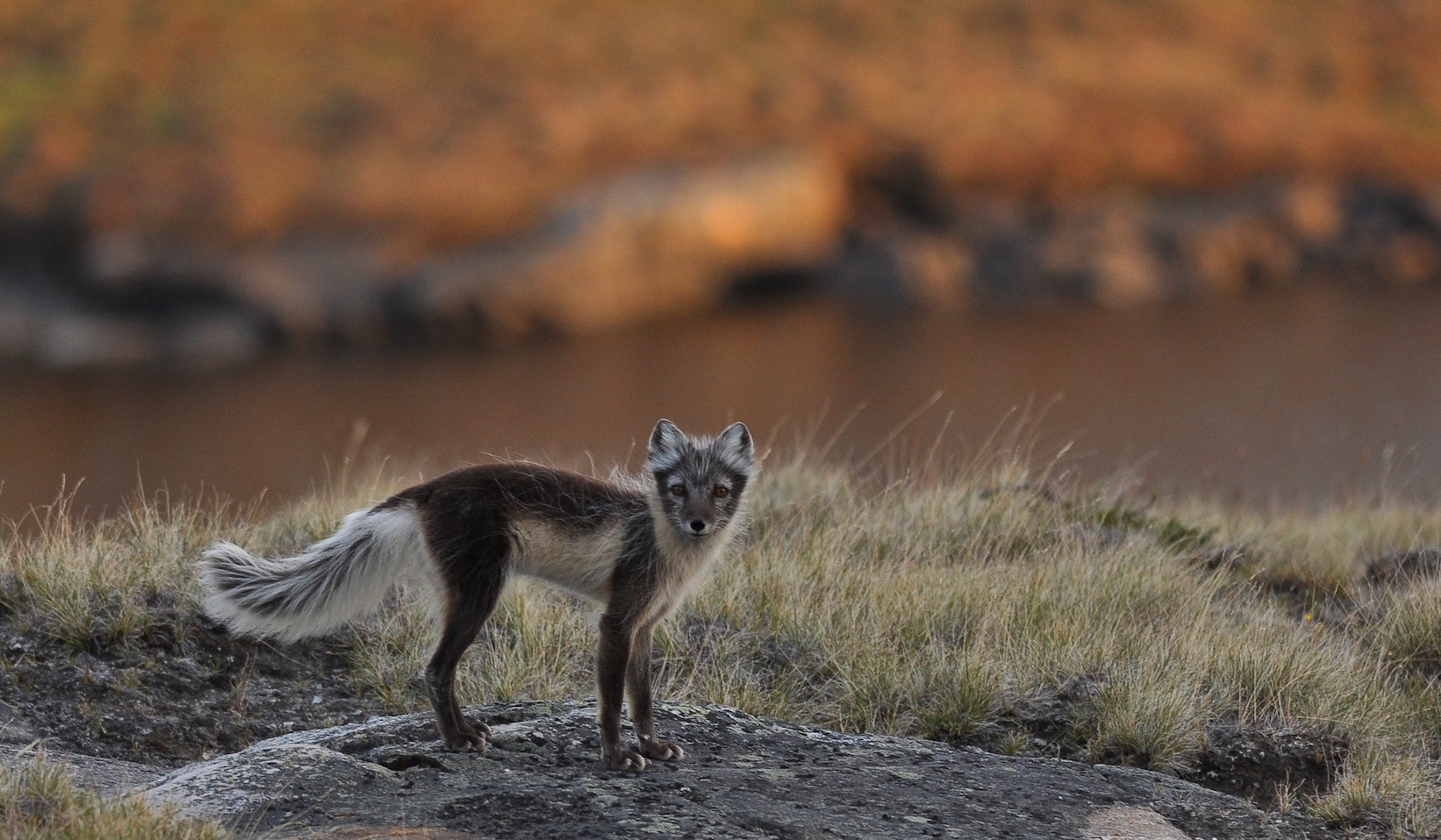 Arctic fox in Siberia