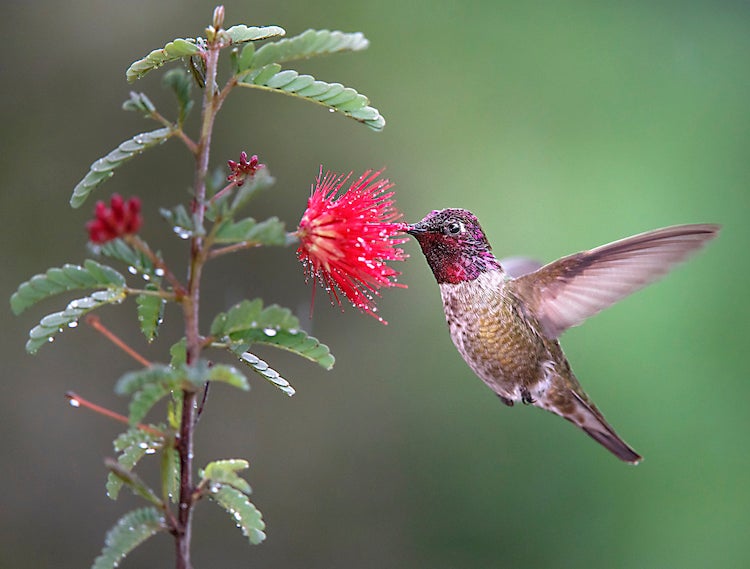 hummingbird at feeder