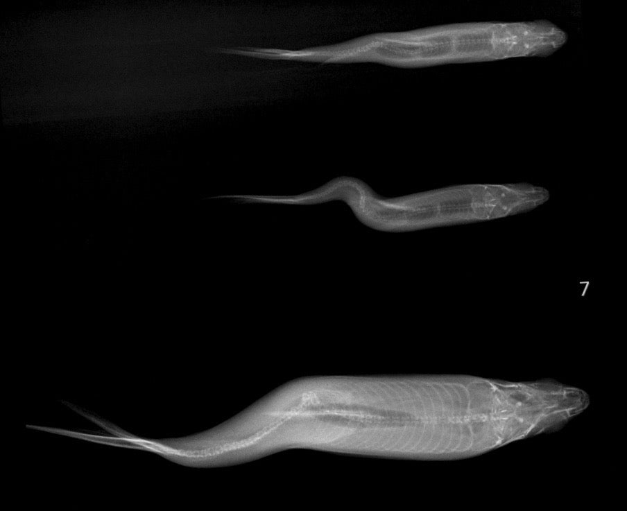 x-ray of fish with spinal deformity