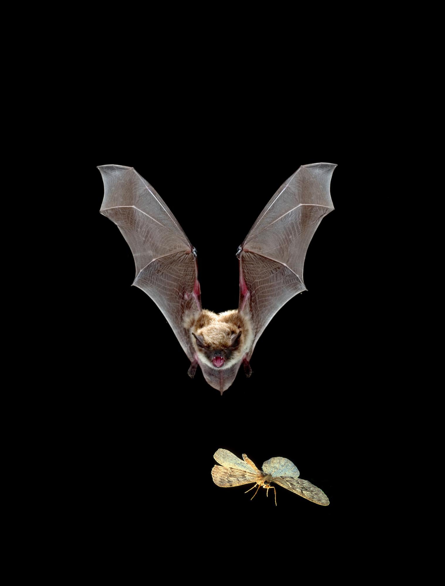 bat at night chasing flying insect