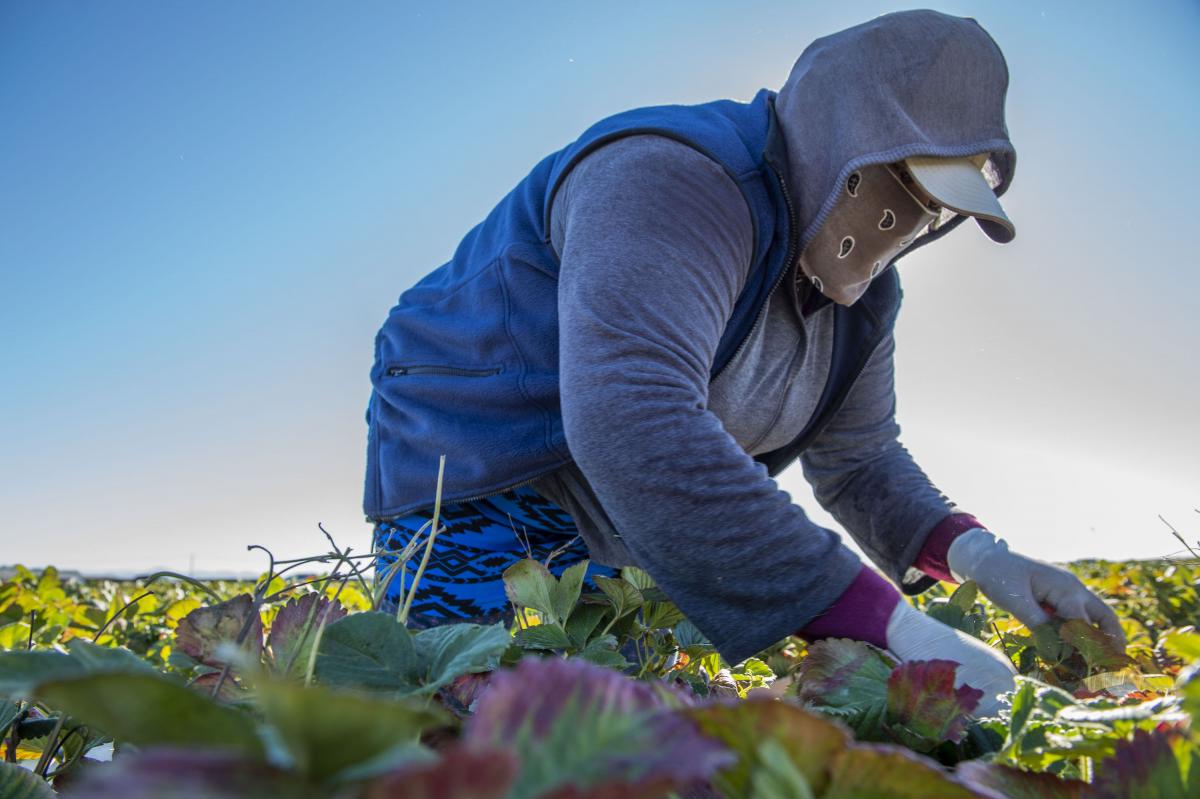 farm worker UC Davis