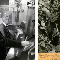 Maynard Amerine pictured working in a lab next to a colleague. An image Pinot Noir grapevines with handwritten notes below.   