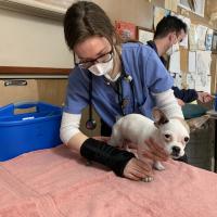 Izzy Hack. a veterinary student dressed in scrubs, examines a chihuahua pug mix puppy.