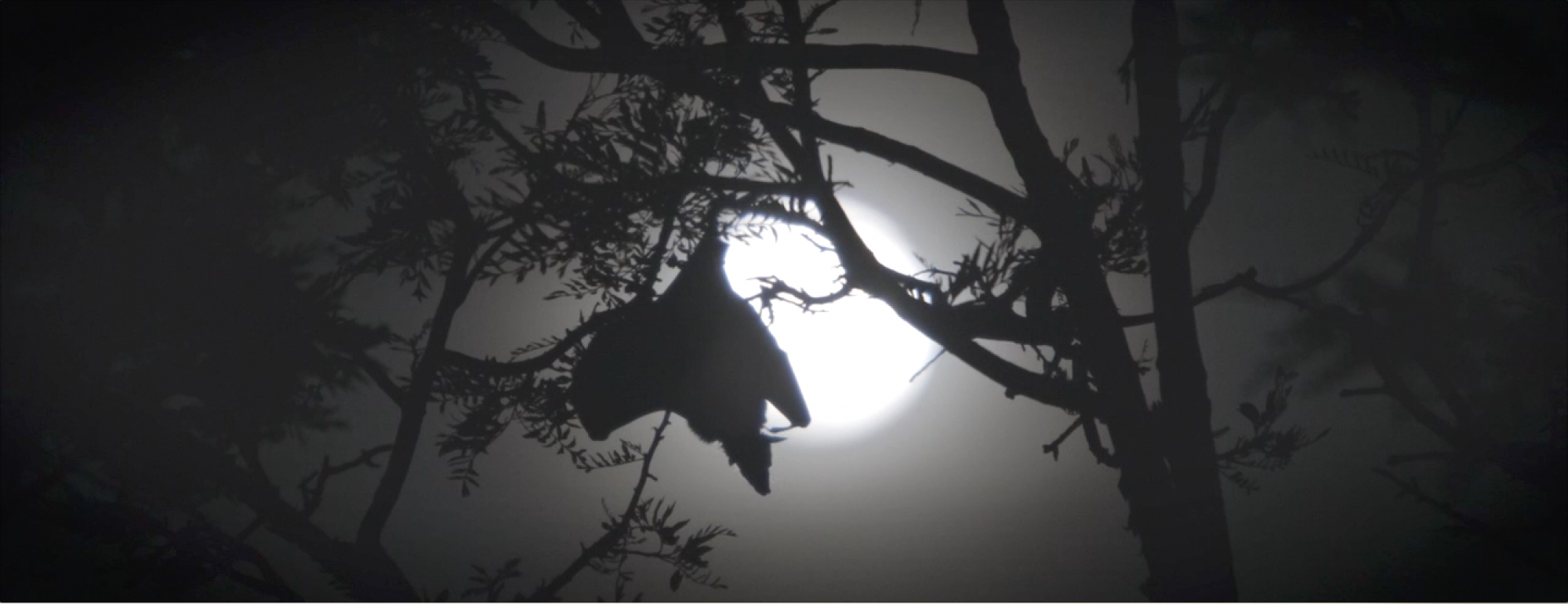 a bat flies by moonlight