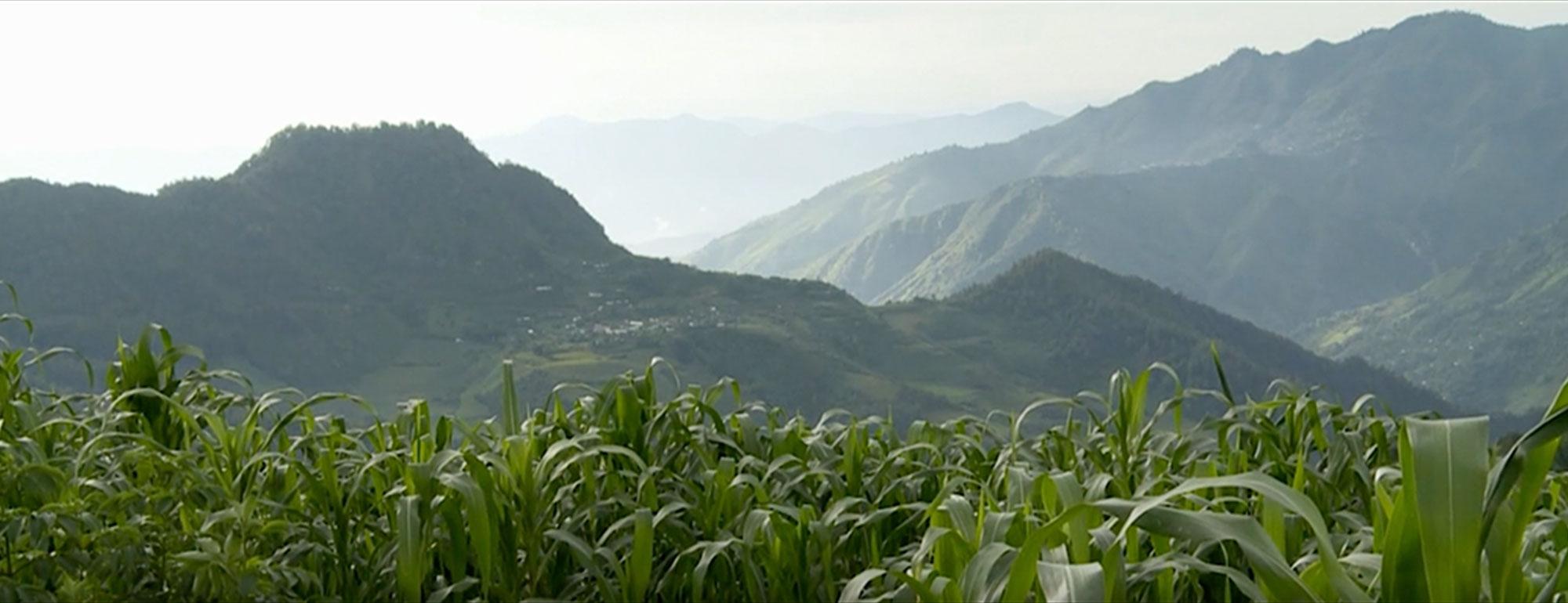 a picture of crops with mountains in the distance
