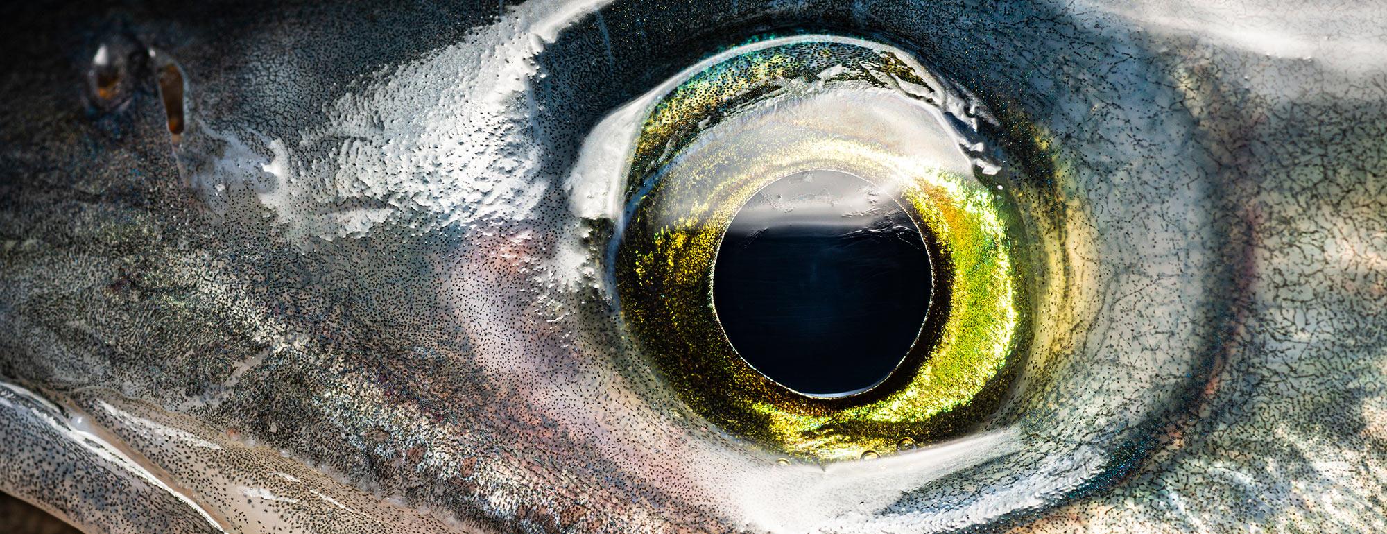 A close up of a fishes eye