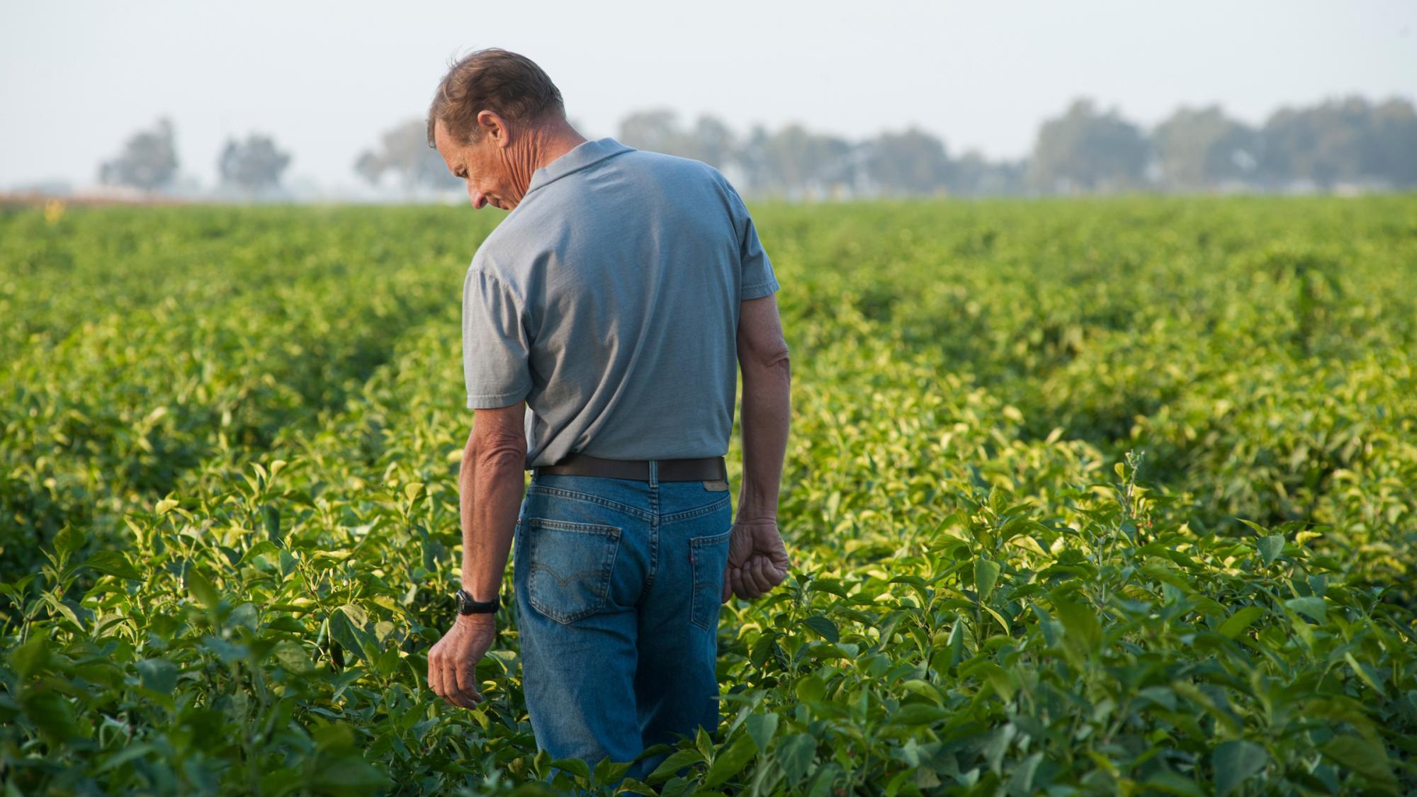 A farmer walks out into his fields and examines his crop.