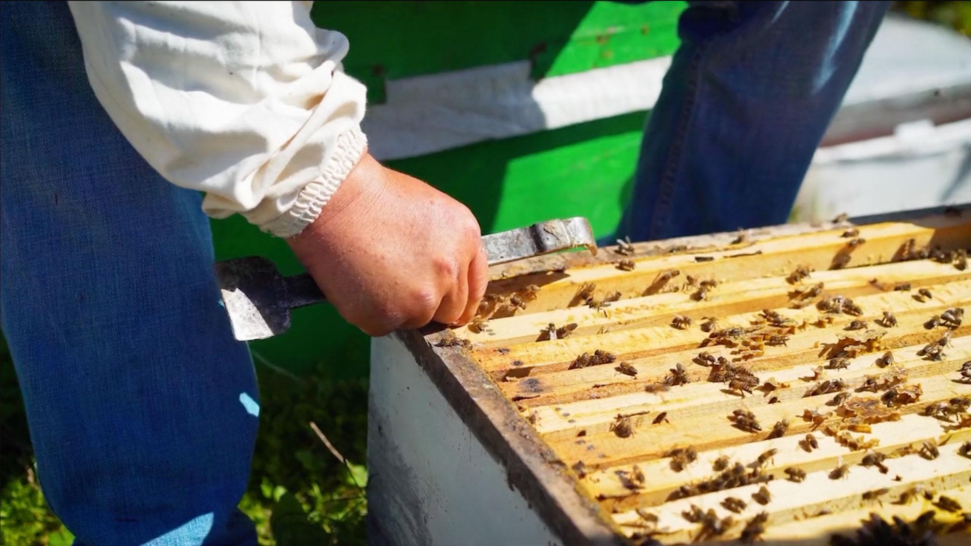 A person opens a beehive.