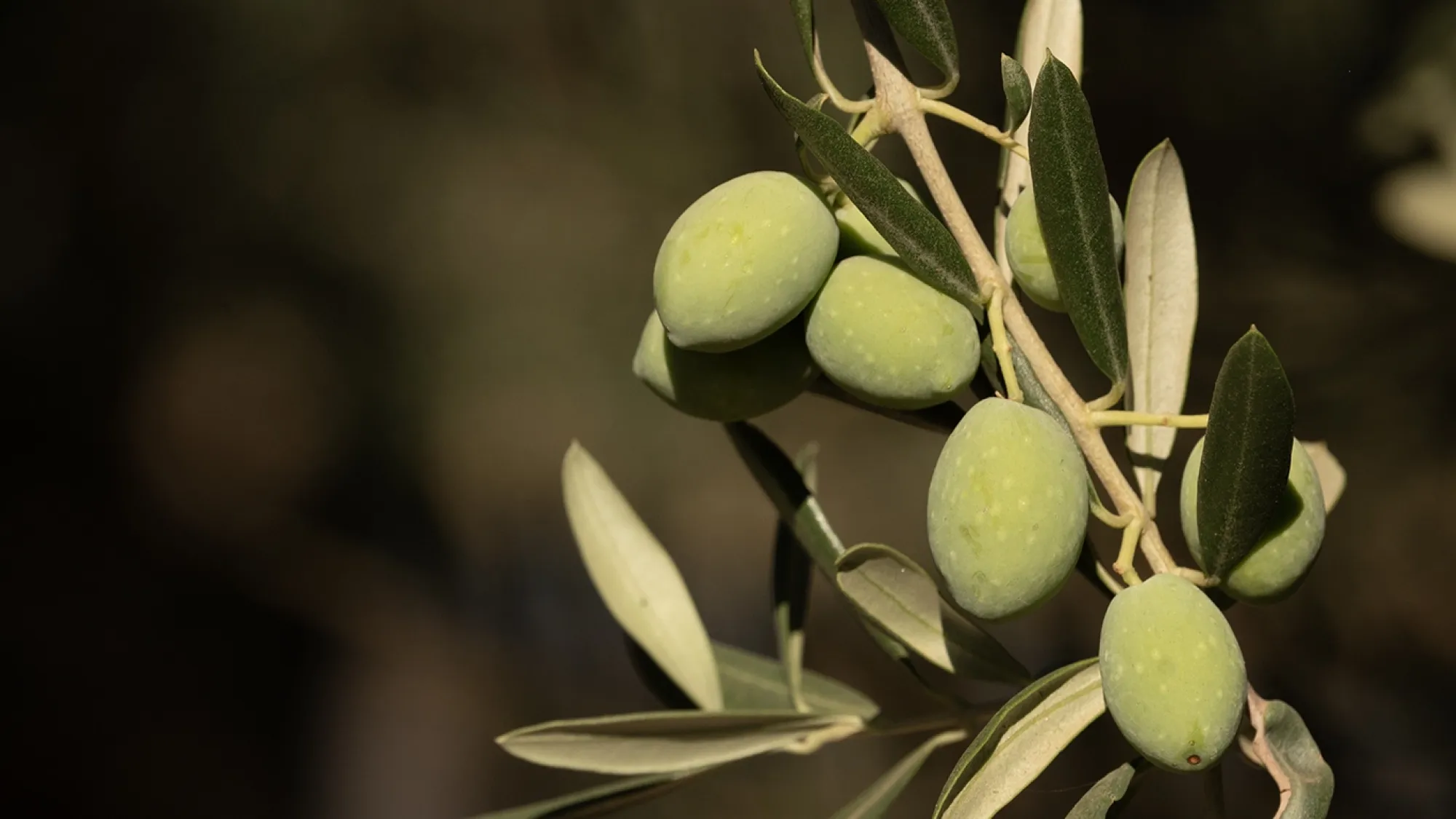 Close-up photo of green olives on sunlit branch, dark blurred background