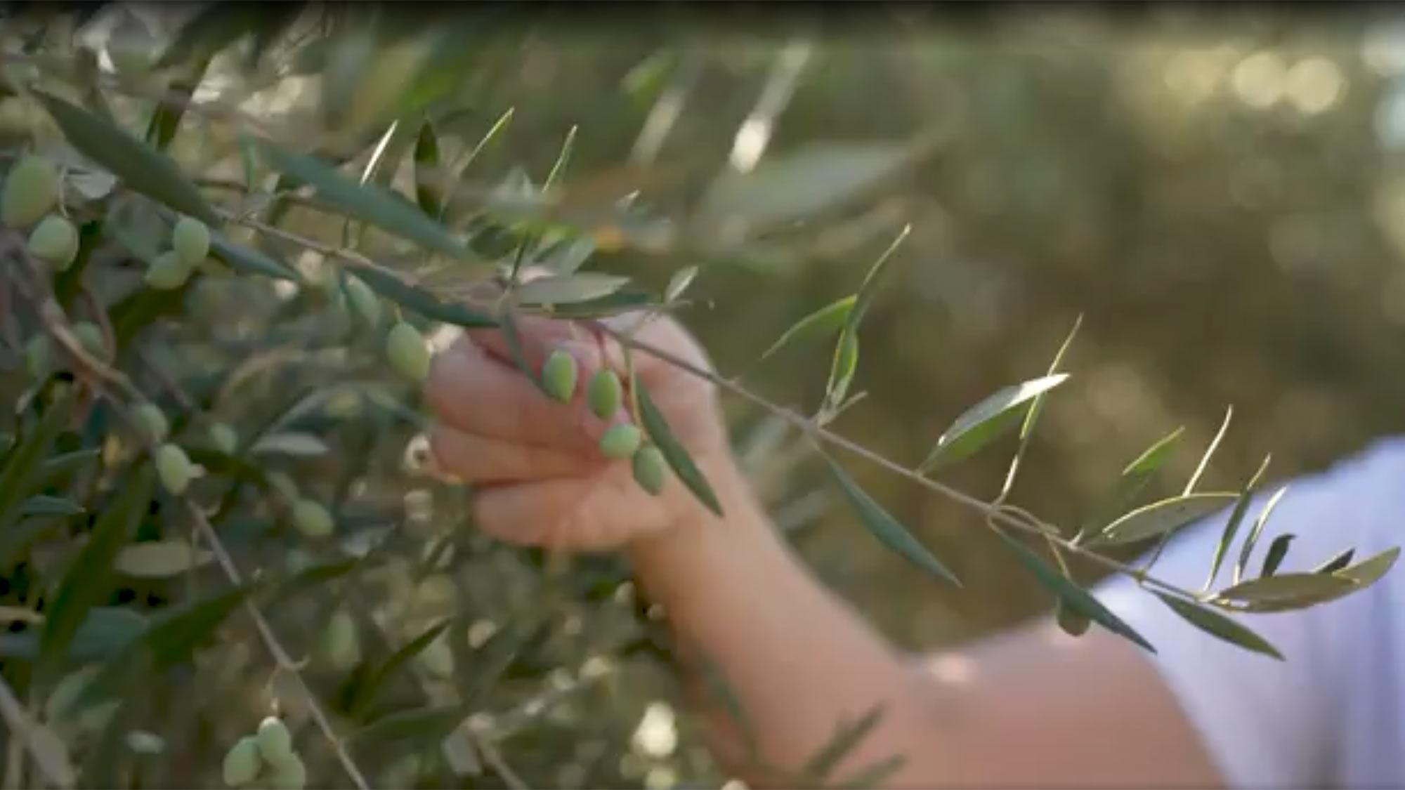 Hand touching olive branch with small green olives and sunlit background
