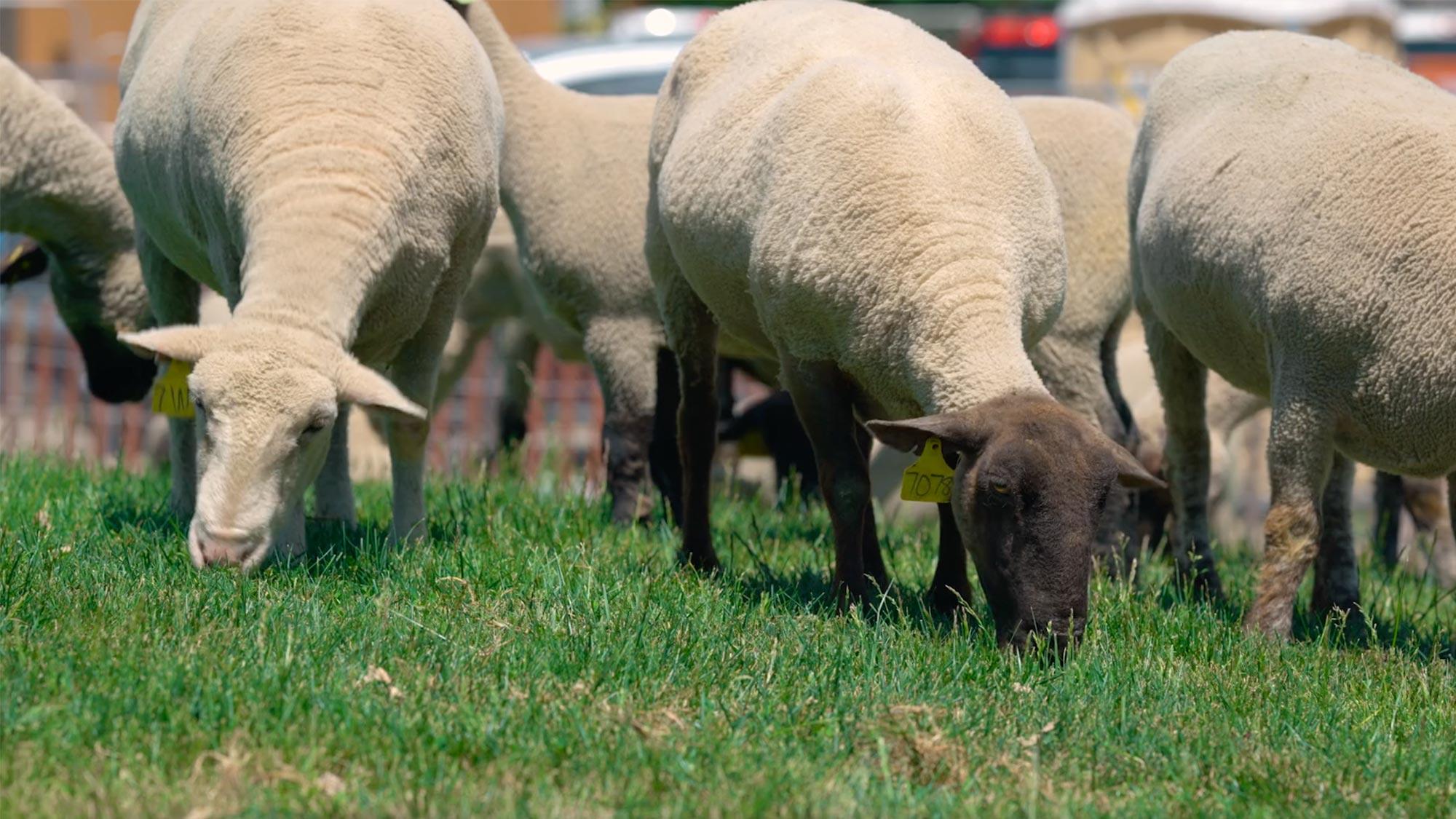 A herd of sheep chew down the grass on the UC Davis campus