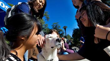 students gathered around petting a dog