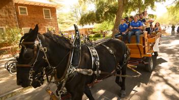 A horse drawn carriage rolls down east quad avenue on the UC Davis campus