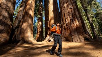 A hiker walks in awe through Sequoia National Park