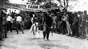 A UC Davis student walks a cow through campus in the early 20th century