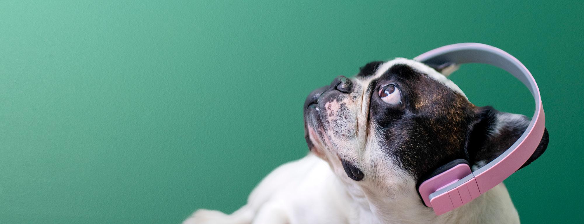Photo of a bulldog wearing headphones and looking up with a mint green background
