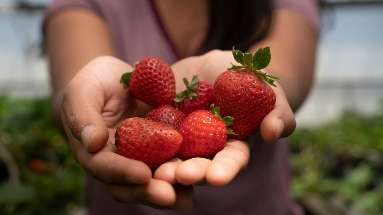 A young woman holds a handful of strawberries on her open palms.