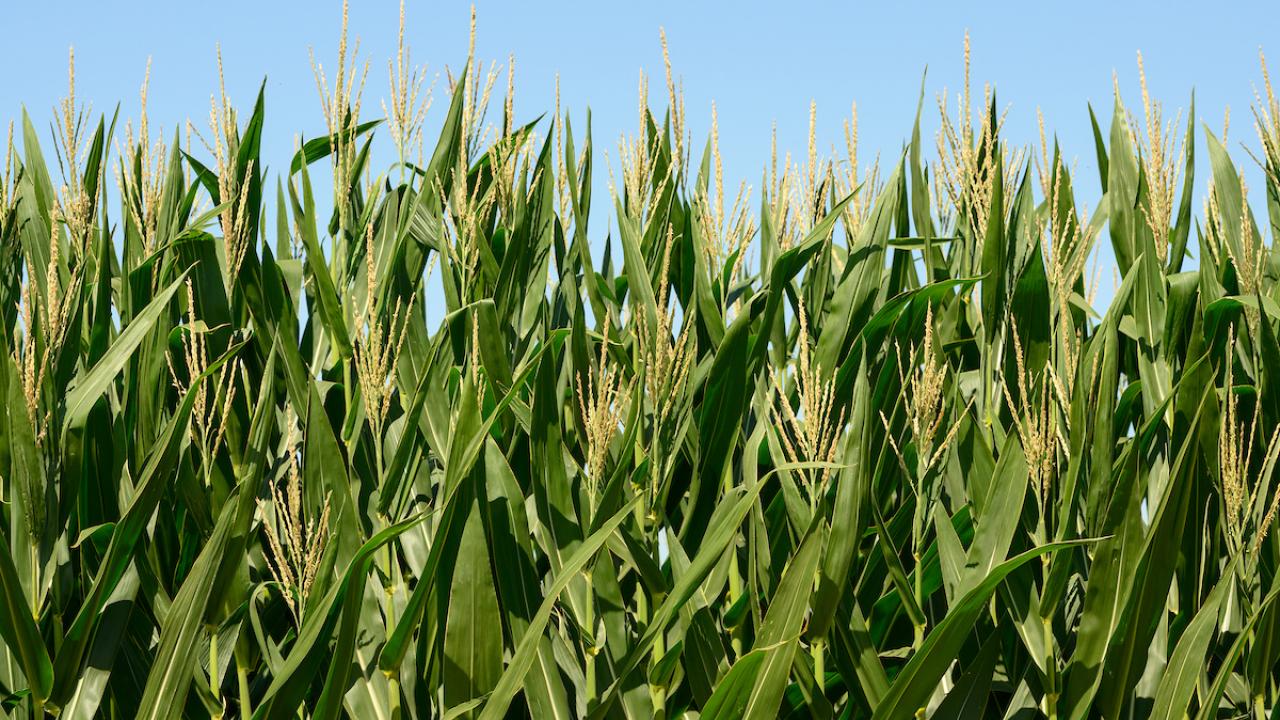 A field of corn seen against a clear blue sky.