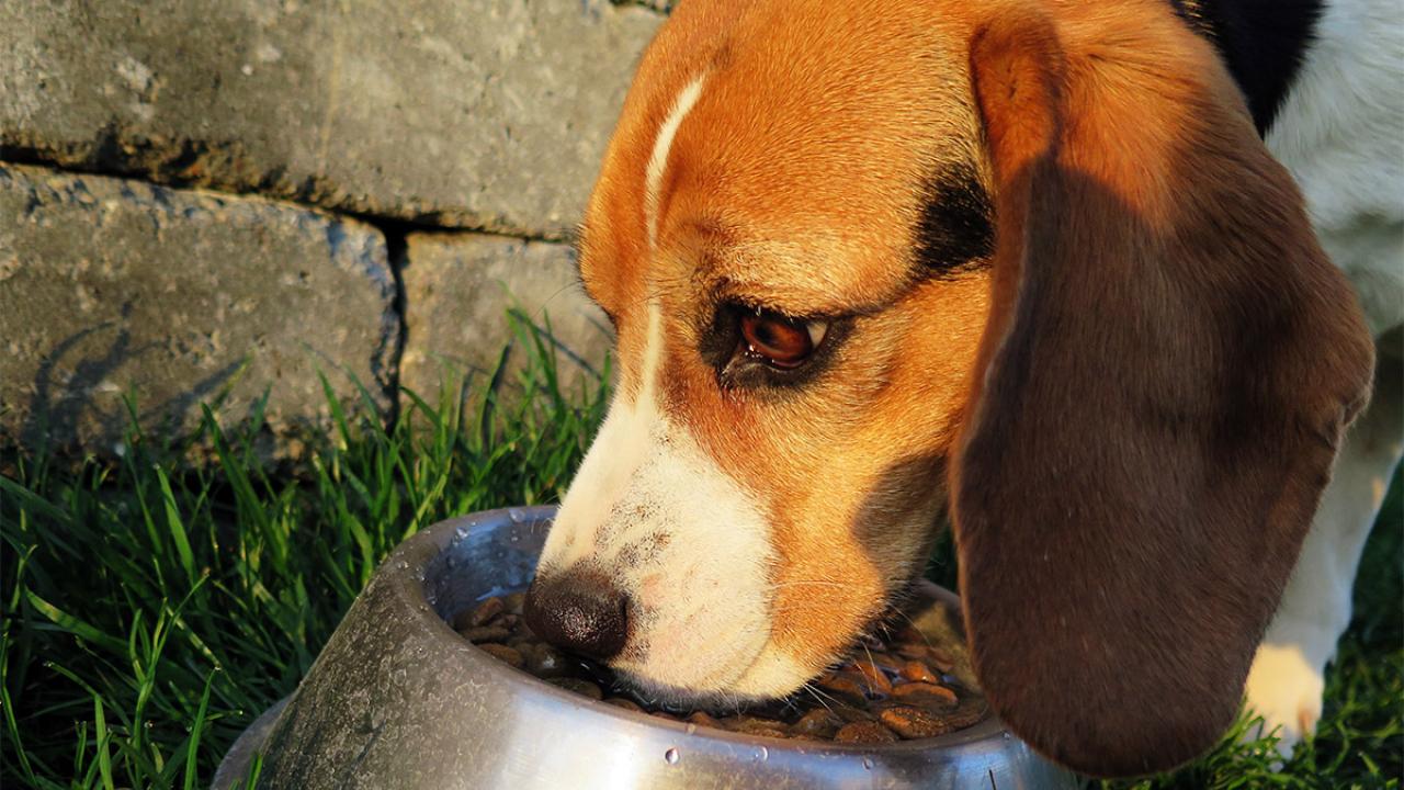 Dog eating from bowl.
