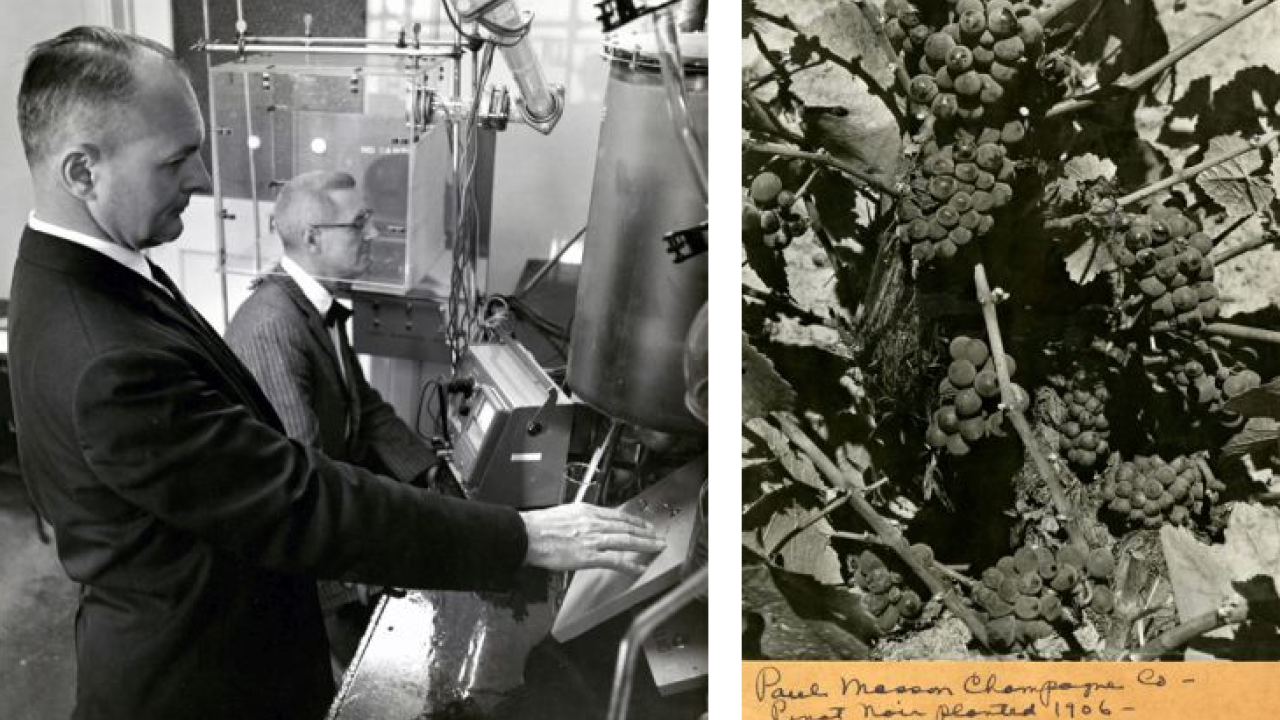 Maynard Amerine pictured working in a lab next to a colleague. An image Pinot Noir grapevines with handwritten notes below.   
