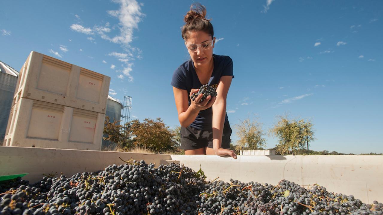 Andrea Perez, a fourth year undergradate in viticulture and enology major, inspects caberent sauvignon grapes.