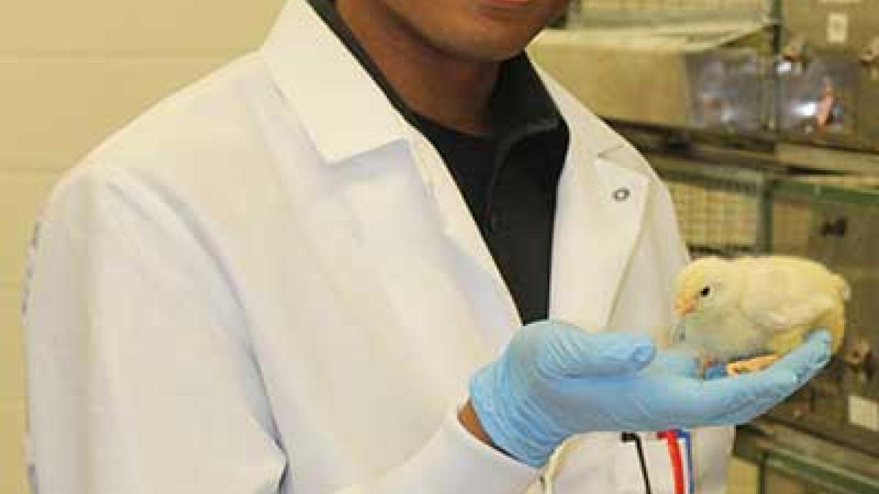 Love of Research Propels Animal Science Major Toward Ph.D. UC Davis