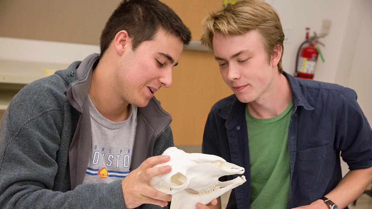Two male undergraduates examining the skull of a mammal