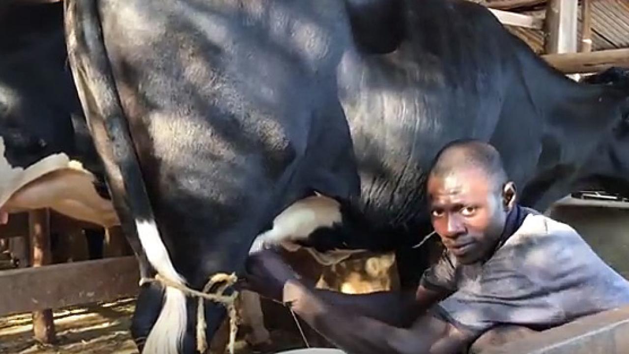 Rwandan farmer milking a cow