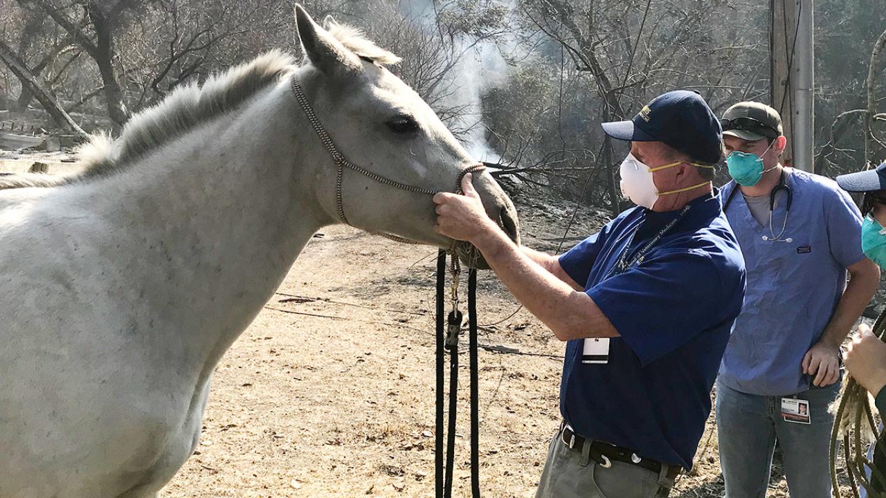 UC Davis veterinarian John Madigan, center, assists with rescuing a horse during the fires 