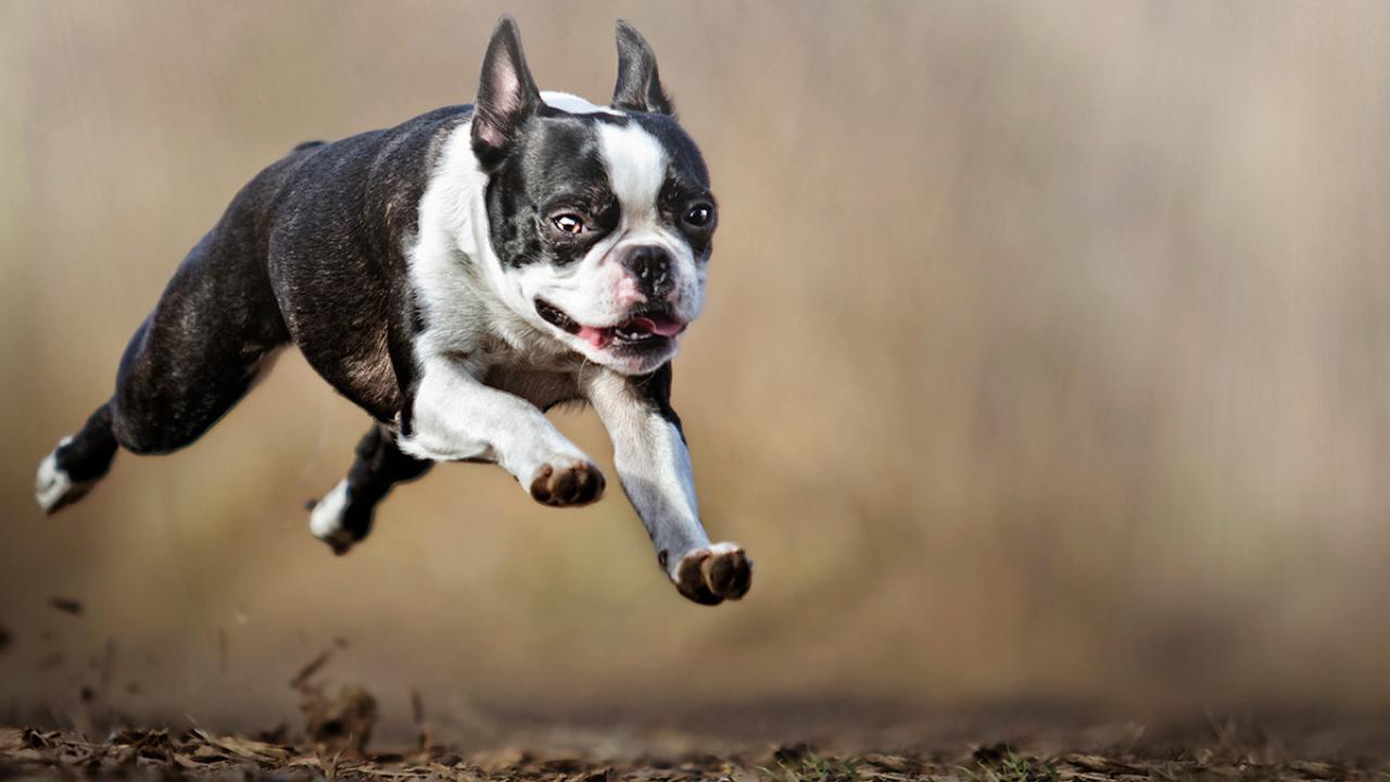Boston terrier in midair running