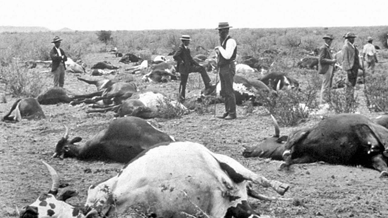 Dead cattle in Africa with men watching circa 1896