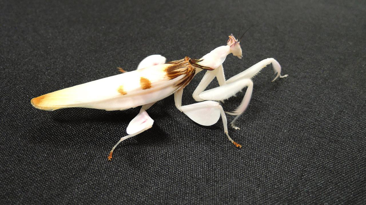 A mantis insect that looks like an orchid