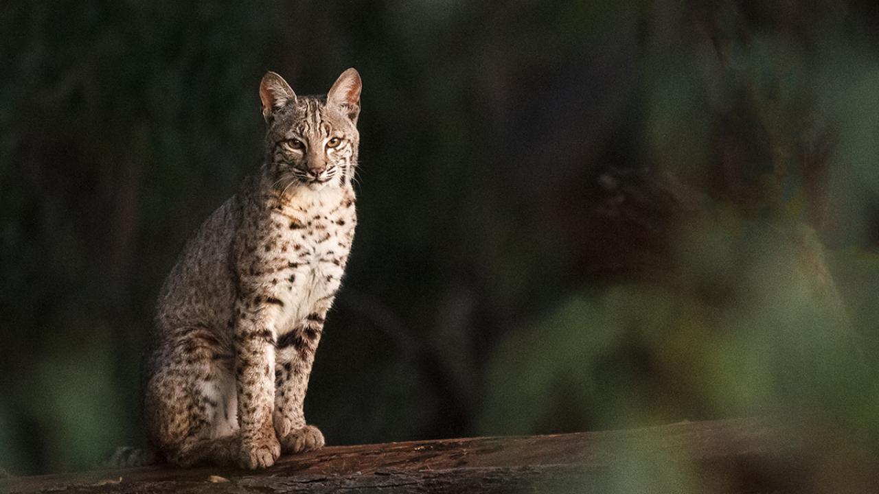 Bobcat standing on a branch in the wild