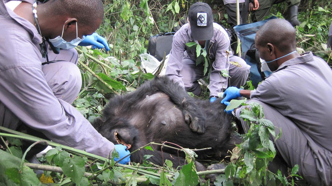 Three veterinarians in masks tending to a downed gorilla