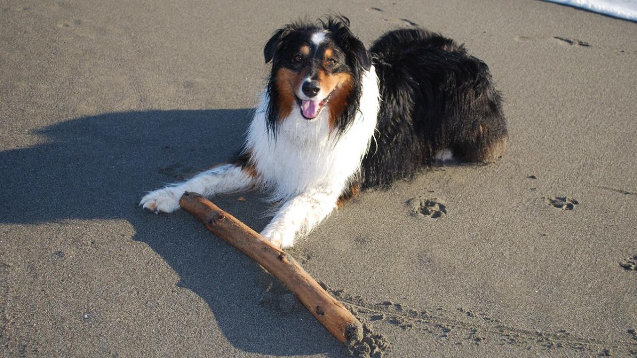 Collie-like dog on beach with a big stick