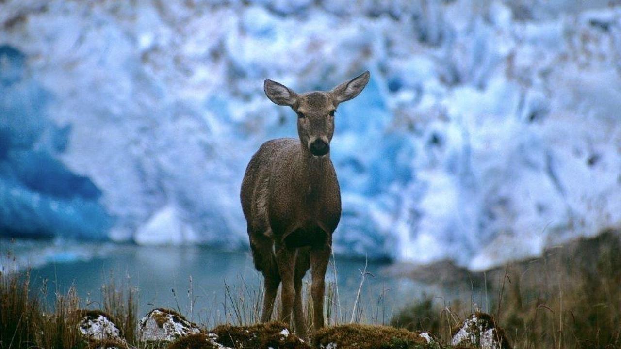 Huemul deer in Patagonia