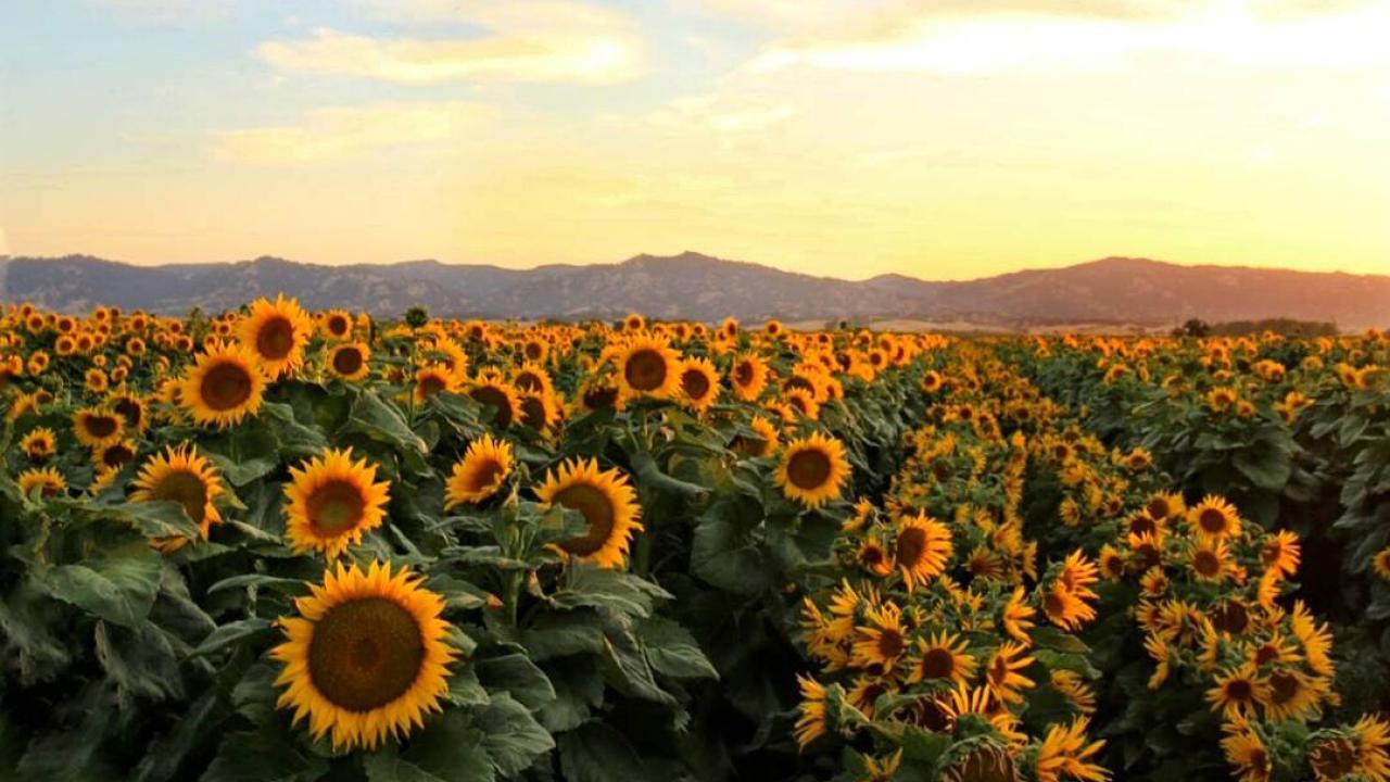 Sunflowers Move by the Clock | UC Davis